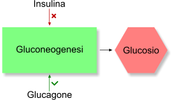 Gluconeogenesi insulina e glucagone